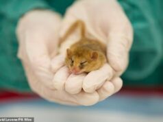 O Zoológico de Londres construirá um novo hospital com uma galeria de observação para os amantes dos animais