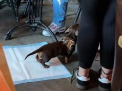 Vídeo de cachorro sentado em um campo de treinamento de cachorrinhos dentro do restaurante Gordon Ramsay gera um acalorado debate online