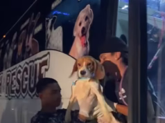 Centenas de adoráveis beagles resgatados de laboratórios de pesquisa serão colocados para adoção
