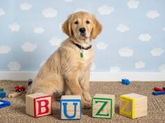 Conheça Buzz, o cachorrinho cão-guia que está treinando para o infinito e além