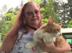 Os amados gatos laranja de uma mulher de Portland, Zeus e Hércules, retornam a um lugar inesperado dois anos depois de desaparecerem
