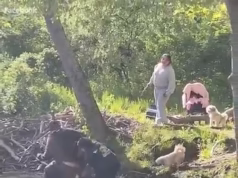 Moment Boy, 8 anos, é atacado por um castor raivoso enquanto pescava em um rio