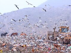 Um sinal ameaçador? Surto de hantavírus supostamente originado em cidade argentina conhecida como “Fim do Mundo”