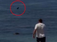 Turistas de Ville Hawai’i indignados com o horrível ato de crueldade contra as focas-monge que protegem a ilha
