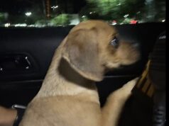 Foto comovente mostra um cachorrinho com olhos arregalados enquanto o dono cruel o deixa ficar chapado de cocaína