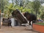 Momento horrível: elefante fica furioso ao matar motorista de caminhão e destruir carro em ataque a templo indiano