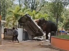 Momento horrível: elefante fica furioso ao matar motorista de caminhão e destruir carro em ataque a templo indiano