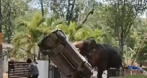 Momento horrível: elefante fica furioso ao matar motorista de caminhão e destruir carro em ataque a templo indiano