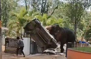 Momento horrível: elefante fica furioso ao matar motorista de caminhão e destruir carro em ataque a templo indiano