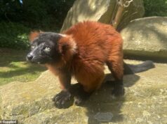 Feliz aniversário Shelley! Um dos lêmures ameaçados de extinção mais antigos do mundo tem 30 anos