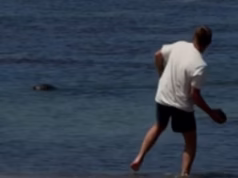 Turista cruel que jogou pedras em focas havaianas e depois se gabou de sua riqueza está sendo perseguido por ser branco, afirma advogado