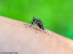 Austrália em alerta máximo quando mosquito tigre asiático é detectado em Queensland pela primeira vez na história