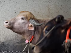 Búfalo ‘parecido com Trump’ poupado do sacrifício de Eid-ul-Azha depois de se tornar viral!