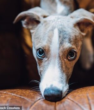 108898397-0-The_Whippet_was_bred_from_Greyhounds_back_in_the_Middle_Ages_and-a-1_1779965492141.jpg