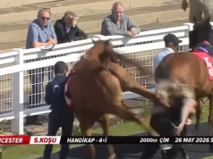 Momento horrível: cavalo de corrida britânico chuta violentamente o noivo antes de levá-lo ao hospital
