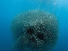 Fotógrafo captura o momento incrível em que uma bola de isca de sardinha se transforma em uma forma assustadora
