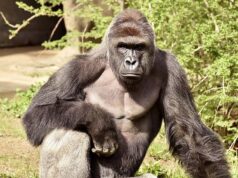 Casa Branca presta homenagem ao ‘verdadeiro patriota’ que abateu o gorila Harambe há 10 anos
