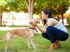 Cinco perguntas que os donos de animais de estimação britânicos gostariam de poder fazer aos seus amigos peludos