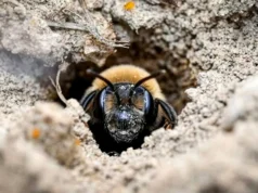 5,5 milhões de abelhas estavam escondidas no subsolo de um cemitério de Nova York