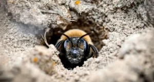 5,5 milhões de abelhas estavam escondidas no subsolo de um cemitério de Nova York