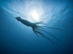 Descoberta de lula gigante revela um mundo oculto no fundo do mar na Austrália