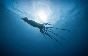 Descoberta de lula gigante revela um mundo oculto no fundo do mar na Austrália