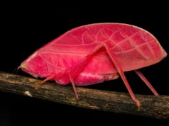 Os cientistas ficam perplexos quando o katydid rosa se transforma em uma camuflagem verde