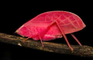 Os cientistas ficam perplexos quando o katydid rosa se transforma em uma camuflagem verde