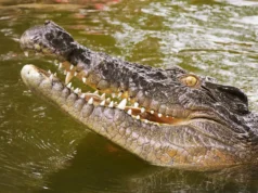 DNA resolve o mistério de 250 anos do desaparecimento dos crocodilos das Seychelles