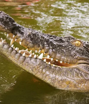 australian-saltwater-crocodile-head-in-north-queensland.webp