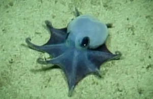 O adorável e minúsculo polvo azul foi encontrado quase 6.000 pés abaixo de Galápagos