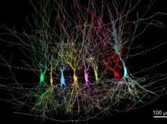 Os cientistas descobriram que o cérebro não começa vazio, começa cheio