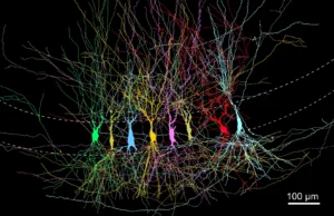 Os cientistas descobriram que o cérebro não começa vazio, começa cheio