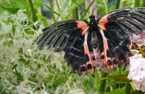 A evolução não é aleatória. Cientistas encontram o mesmo gene usado há 120 milhões de anos