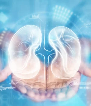doctor-hands-kidney-health.webp