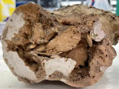 Paleontologia chocada com a descoberta de biomoléculas em ossos de dinossauros de 66 milhões de anos