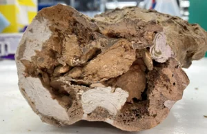 Paleontologia chocada com a descoberta de biomoléculas em ossos de dinossauros de 66 milhões de anos