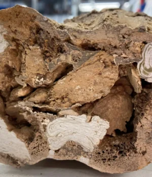 edmontosaurus-hip-bone.webp