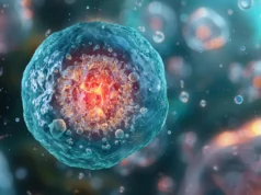 Cientistas revertem diabetes em ratos com células de insulina cultivadas em laboratório