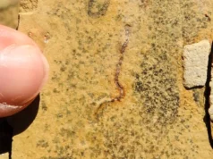 Impressionante descoberta de fósseis desafia origem da vida animal