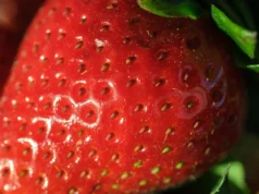 Os cientistas aumentam o sabor e a nutrição dos morangos sem alterar o crescimento