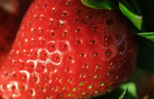 Os cientistas aumentam o sabor e a nutrição dos morangos sem alterar o crescimento