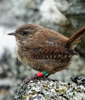 juvenile-st-kilda-wren.webp