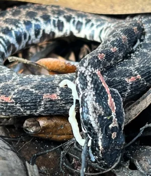 pygmy-rattlesnake-with-parasite.webp