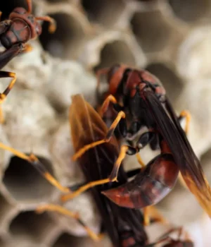queenless-wasp-colony-aggression.webp