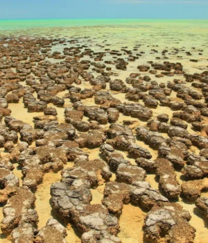 stromatolites-in-hamelin-pool-in-shark-bay-western-australia.webp