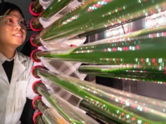 Cientistas dizem que esta alga pode remover microplásticos da água potável