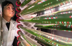 Cientistas dizem que esta alga pode remover microplásticos da água potável