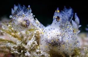 Pequenas lesmas marinhas “toupeiras” descobertas em Taiwan revelam ser uma nova espécie