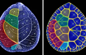 Os cientistas descobriram os segredos matemáticos escondidos nas folhas da planta monetária chinesa